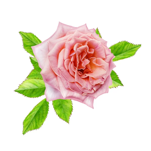 Composição da flor. Um broto de uma bela rosa vermelha brilhante em um alto tronco longo. Isolado sobre fundo branco . — Fotografia de Stock