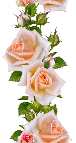 Padrão sem costura floral, borda vertical, guirlanda de delicadas rosas pastel laranja, botões e folhas. Isolado sobre fundo branco . — Fotografia de Stock