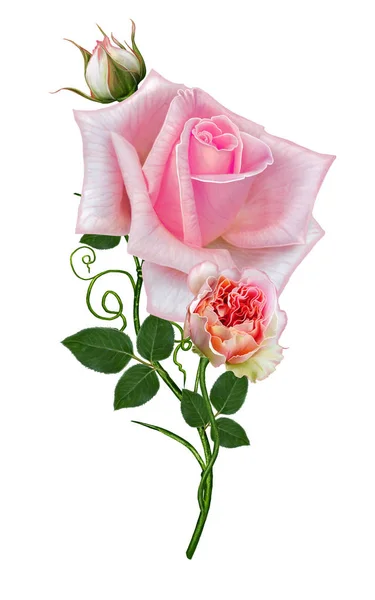 Virág kompozíció. Egy finom pasztell narancs Rózsa, egy hosszú szár, rügyek, hagy. Elszigetelt fehér background. — Stock Fotó