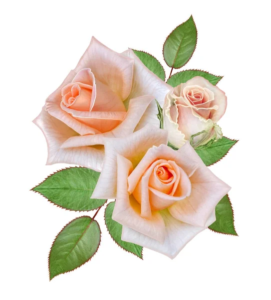 花卉背景。花束, 组成的花朵, 柔和的粉色粉红色的玫瑰和树叶。贺卡、请柬、名片。在白色背景上隔离. — 图库照片