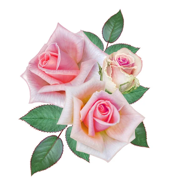 Blommig bakgrund. Bukett, sammansättningen av blommor, anbud pastell rosa rosor och blad. Gratulationskort, inbjudan, visitkort. Isolerad på vit bakgrund. — Stockfoto