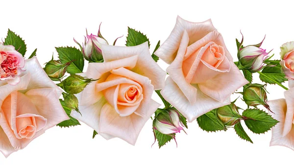 Kwiatowy wzór, krawędź pozioma, garland delikatny, pastelowy róż pomarańczowy, pąki i liście. Na białym tle. — Zdjęcie stockowe