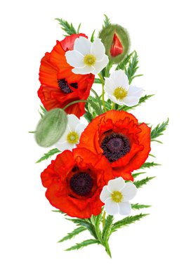 Çiçek arka plan. Bir buket kırmızı parlak poppies, beyaz anemon, yeşil yaprakları. Beyaz arka plan üzerinde izole.