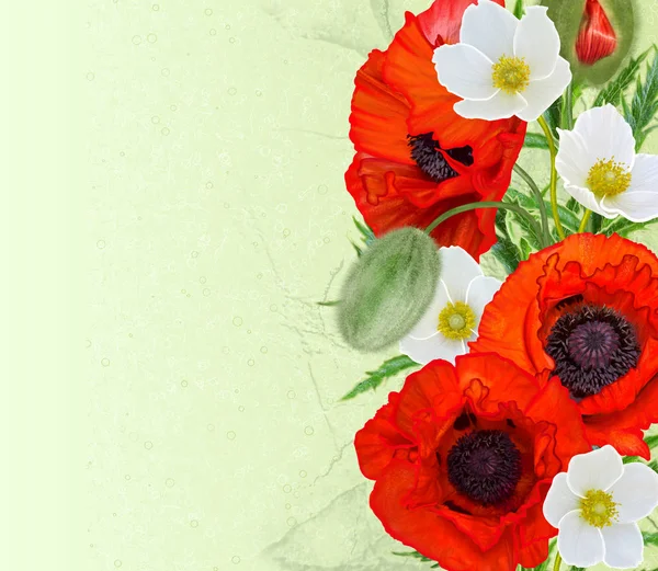 Tle kwiatów. Bukiet czerwony jasny Maki, białe zawilce, zielone liście. Na białym tle. — Zdjęcie stockowe