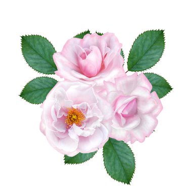 Çiçek arka plan. Buket, çiçekler, ihale pastel pembe Gül, bileşimi bırakır. Tebrik kartı, davetiye, kartvizit. Beyaz arka plan üzerinde izole.