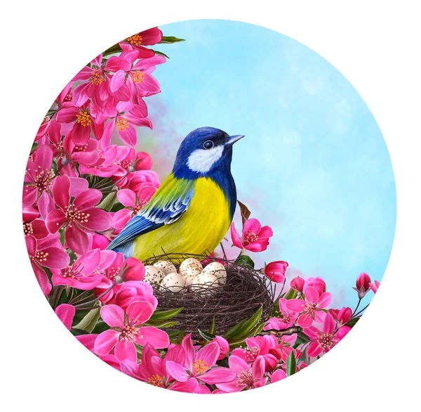 Little Yellow Bird Tit Sits Twisted Nest Eggs Flowering Sakura — Stock Fotó