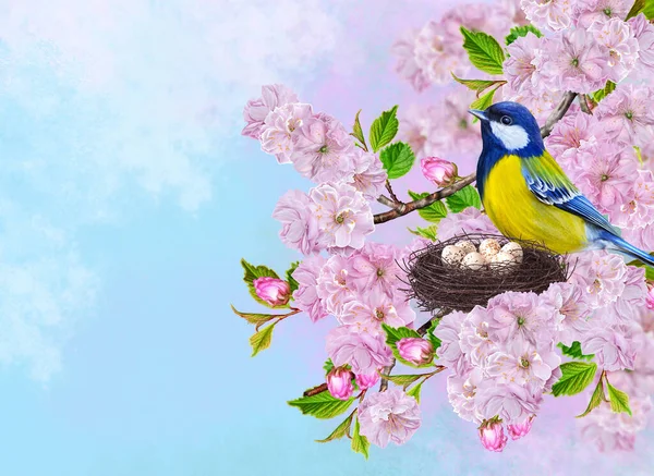Little Yellow Bird Tit Sits Twisted Nest Blue Eggs Flowering — 스톡 사진