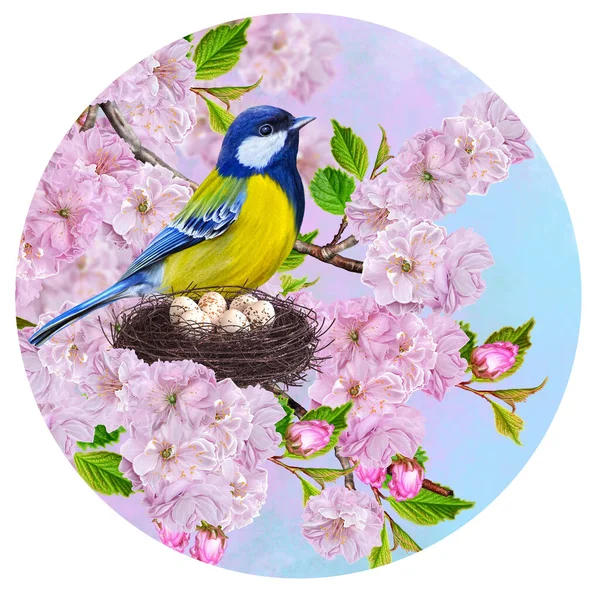 Little Yellow Bird Tit Sits Twisted Nest Blue Eggs Flowering — Stockfoto