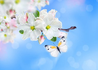 Çiçek açan elma ağacının dalı, beyaz bahar çiçekleri, tomurcuklar, makro, bulanık arka plan, yumuşak odaklanma, uçan küçük güzel kelebek, Paskalya bayramı güneşli günü