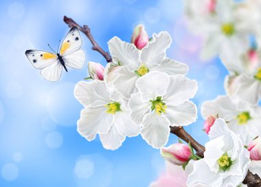 Çiçek açan elma ağacının dalı, beyaz bahar çiçekleri, tomurcuklar, makro, bulanık arka plan, yumuşak odaklanma, uçan küçük güzel kelebek, Paskalya bayramı güneşli günü