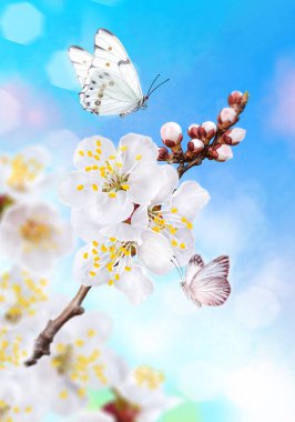 Çiçek açan kayısı ağacı, beyaz bahar çiçekleri, tomurcuklar, makro, bulanık arka plan, yumuşak odak, uçan küçük güzel kelebek, Paskalya bayramı güneşli günü