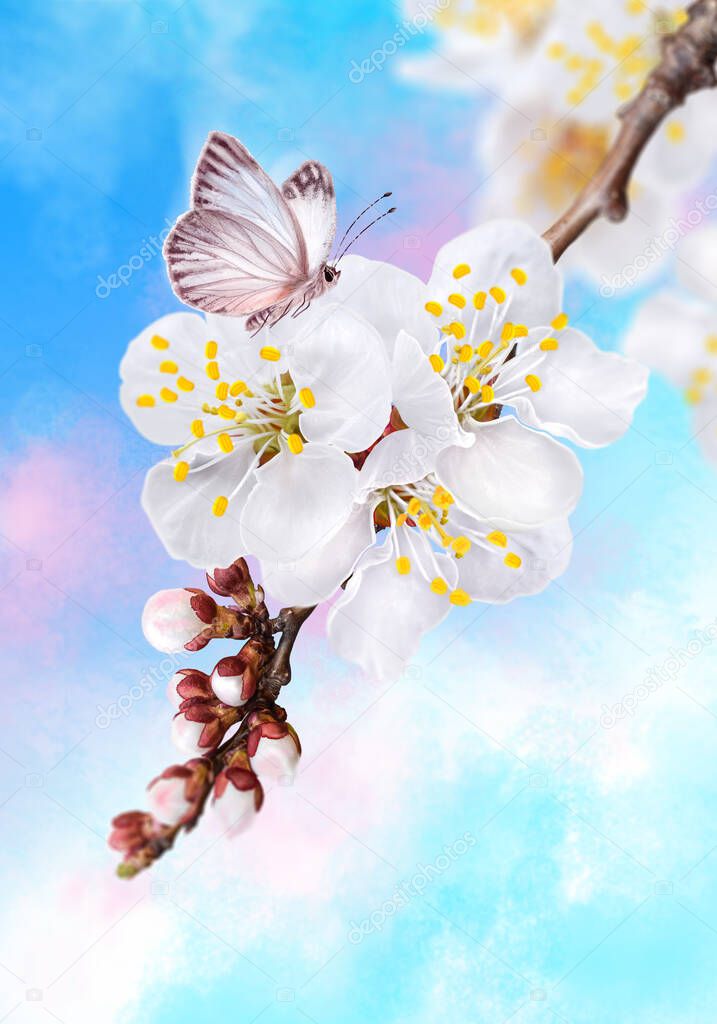 Blooming apricot tree, white spring flowers, buds, macro, blurred background, soft focus, flying little beautiful butterfly, Easter festive sunny day