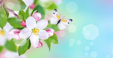 Çiçek açan elma ağacının dalı, beyaz bahar çiçekleri, tomurcuklar, makro, bulanık arka plan, yumuşak odaklanma, uçan küçük güzel kelebek, Paskalya bayramı güneşli günü