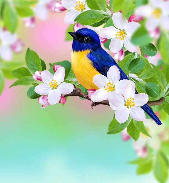 bird tit sits on a branch of a blossoming apple tree, white spring flowers, buds, macro, blurred background, soft focus, Easter festive sunny day