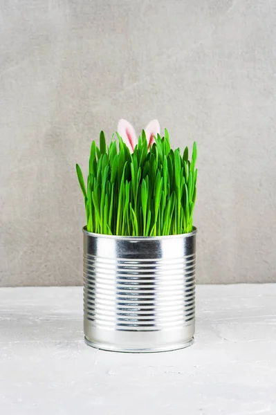 Easter funny image: metal pot with green grass, and hidden bunny