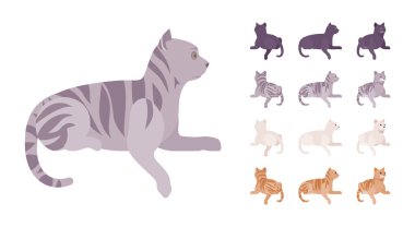 Beyaz, siyah, turuncu, gri çizgili kedi seti