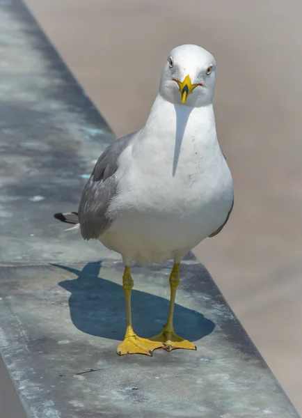 Was schauen Sie sich an? Reife Möwe blickt mit Haltung direkt in die Kamera. — Stockfoto