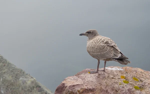 Bräunlich gefärbte Jungmöwe (larus occidentalis), die auf einem Felsen am Ufer steht. — Stockfoto