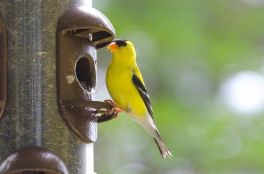 Springtime brings little Yellow birds, American Goldfinch (Spinus tristis). clipart