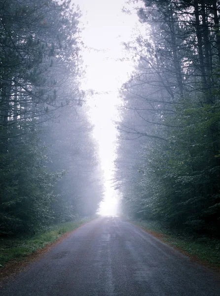 Single point perspective down fog obscured, forest-lined road. — Stock Photo, Image