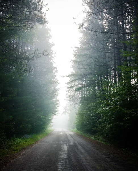 Single point perspective down fog obscured, forest-lined road. — Stock Photo, Image