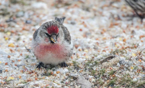 Frequentes Redpoll Carduelis flammea — Fotografia de Stock