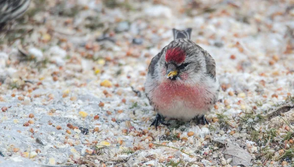 Frequentes Redpoll Carduelis flammea — Fotografia de Stock