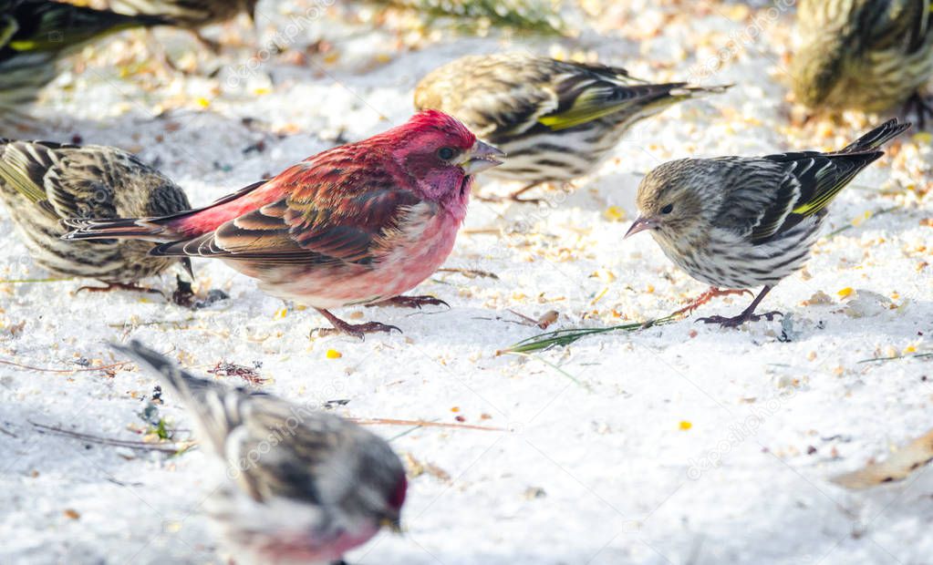 Purple finches (Haemorhous purpureus) at a feeder.  Springtime comes, bird seed aplenty.