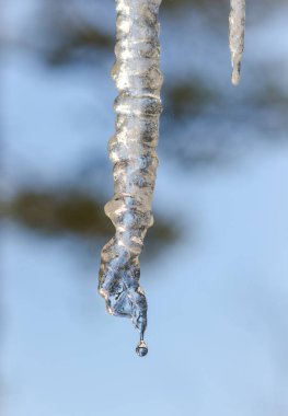 Abstract icicles sparkle, melt slowly in mild winter sun.    clipart