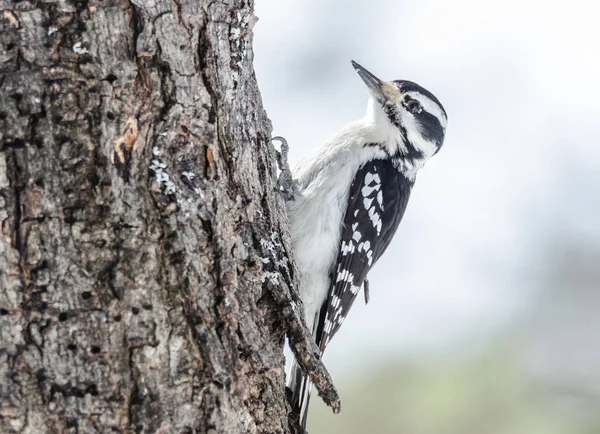 Pájaro carpintero - Picoides pubescens bichos de caza en la corteza del árbol . — Foto de Stock