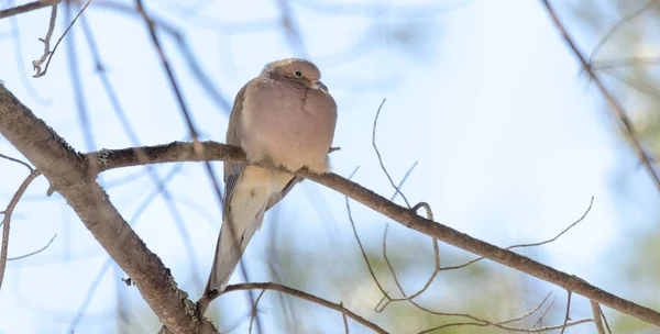 眠そうな喪の鳩、亀鳩 (Zenaida macroura) 朝の静けさに木の枝で休みます。発光日光 — ストック写真