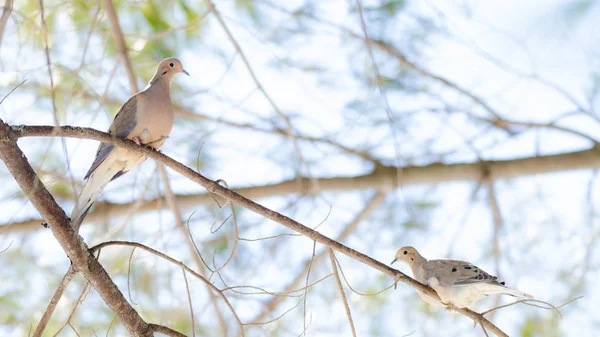 Mourning Turtle Doves (Zenaida macroura) resting on a tree branch in morning stillness.  luminescent  sunlight. — Stock Photo, Image