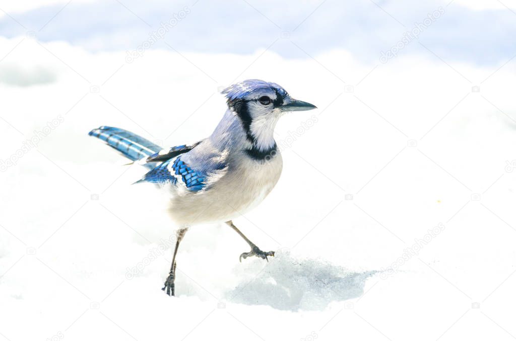 Blue Jay with attitude, (Cyanocitta cristata) handsome specimen, standing akimbo alertly in crystal snow.