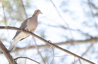 Uykulu yas güvercin, sabah sessizlik içinde bir ağaç dalı üzerinde dinlenme kumru (Zenaida macroura). Işıksaçan güneş ışığı