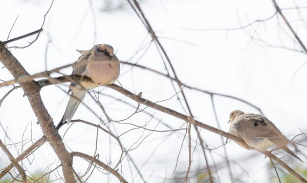 애도 거북 비둘기 (Zenaida macroura) 아침의 고 요함에는 나뭇가지에 쉬고 있습니다. 발광 햇빛. — 스톡 사진