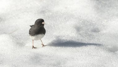 Kara gözlü Junko, Junco çiçeği sipariş: Passeriformes aile: Kiraz kuşugiller