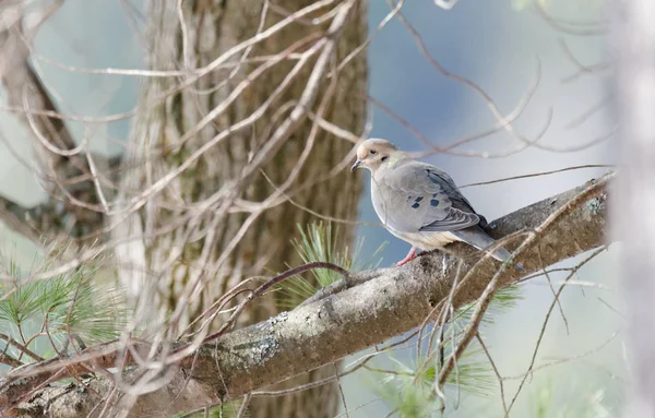 Ospalý smuteční Dove, želva Dove (Petr macroura) spočívající v ranní ticho na větev stromu. luminiscenční slunečního záření — Stock fotografie