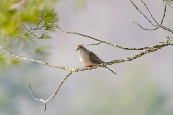 Ospalý smuteční Dove, želva Dove (Petr macroura) spočívající v ranní ticho na větev stromu. luminiscenční slunečního záření — Stock fotografie