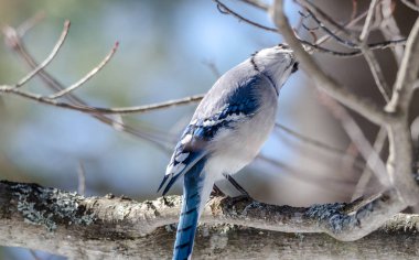 Mavi alakarga (Cyanocitta cristata) erken ilkbahar, gözlem ve onun etki ölçme bir dal üzerinde tünemiş. Fotoğraf makinesi vasıl düz arıyorsunuz.
