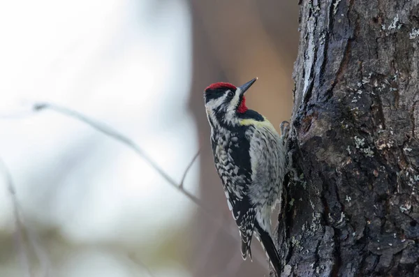Yellow-bellied sapsucker: Sphyrapicus varius sipariş: ağaçkakansılar aile: ağaçkakangiller zor su için arıyorum bir akça ağaç üzerinde.