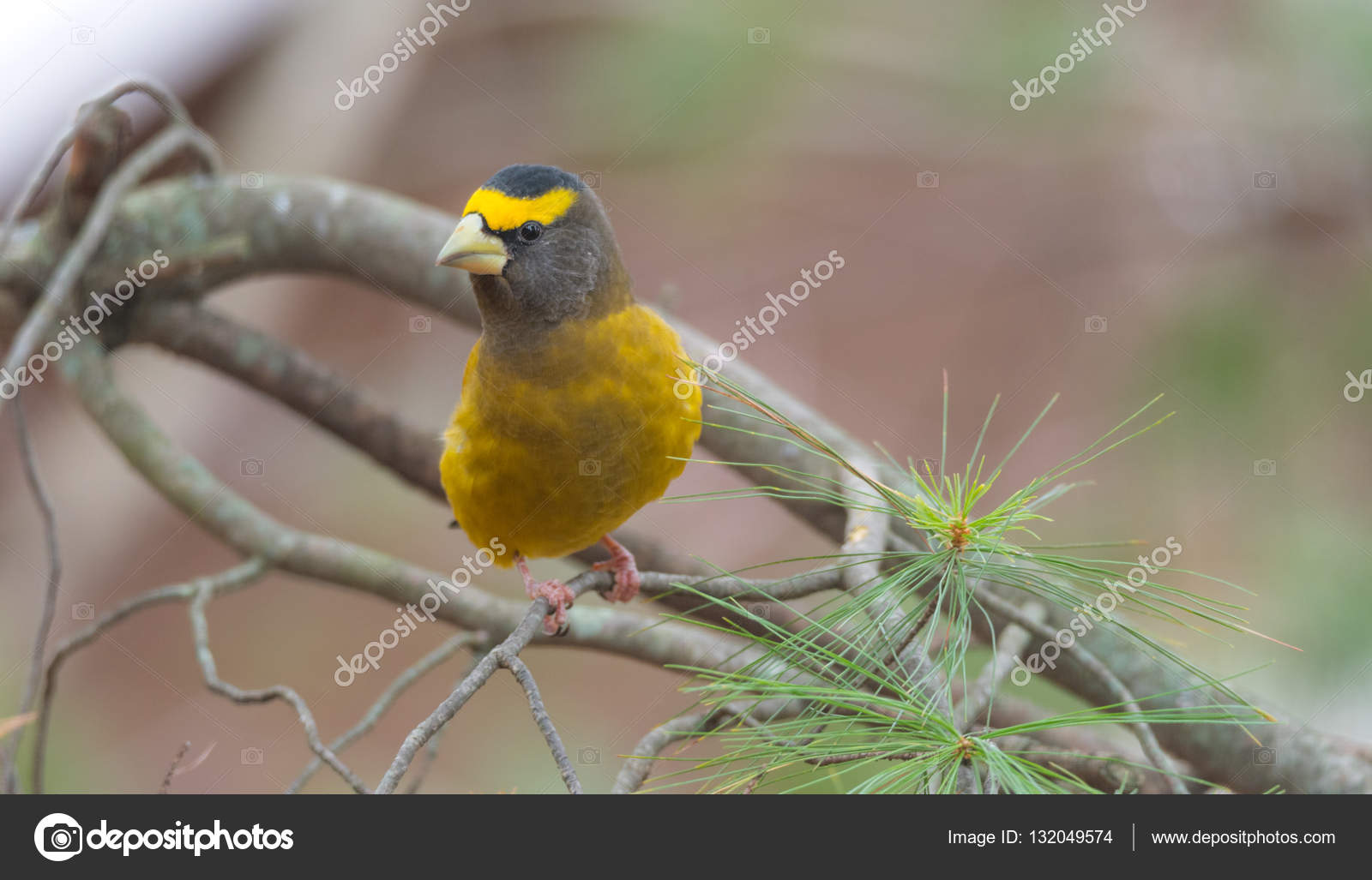 Jaune Noir Blanc Coloré Gros Bec Errant Coccothraustes
