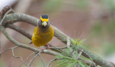 Sarı, siyah ve beyaz akşam kocabaşı (Kocabaş vespertinus) bir ağaç dalı üzerinde renkli.