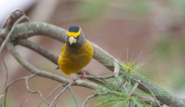 Sarı, siyah ve beyaz akşam kocabaşı (Kocabaş vespertinus) bir ağaç dalı üzerinde renkli.