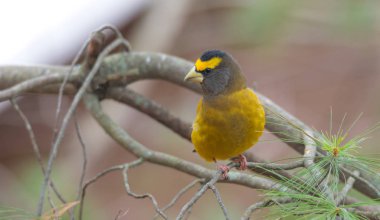 Sarı, siyah ve beyaz akşam kocabaşı (Kocabaş vespertinus) bir ağaç dalı üzerinde renkli.