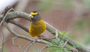 Sarı, siyah ve beyaz akşam kocabaşı (Kocabaş vespertinus) bir ağaç dalı üzerinde renkli.
