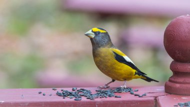 Yemek sarı, siyah ve beyaz renkli akşam Grosbeaks(Coccothraustes vespertinus) durdurmak için nerede aplenty kuş tohum.