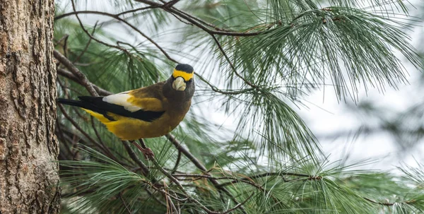 イエロー、ブラック ・ ホワイト色キビタイシメ (Coccothraustes vespertinus) 木の枝に. — ストック写真