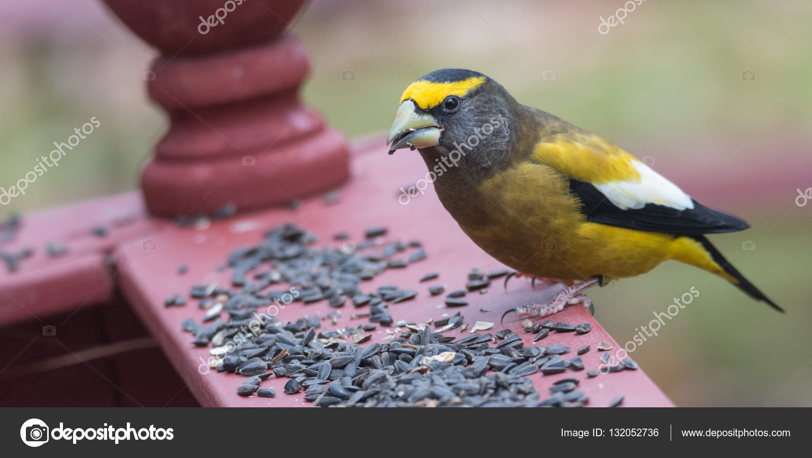 Jaune Noir Blanc Coloré Grosbeakscoccothraustes