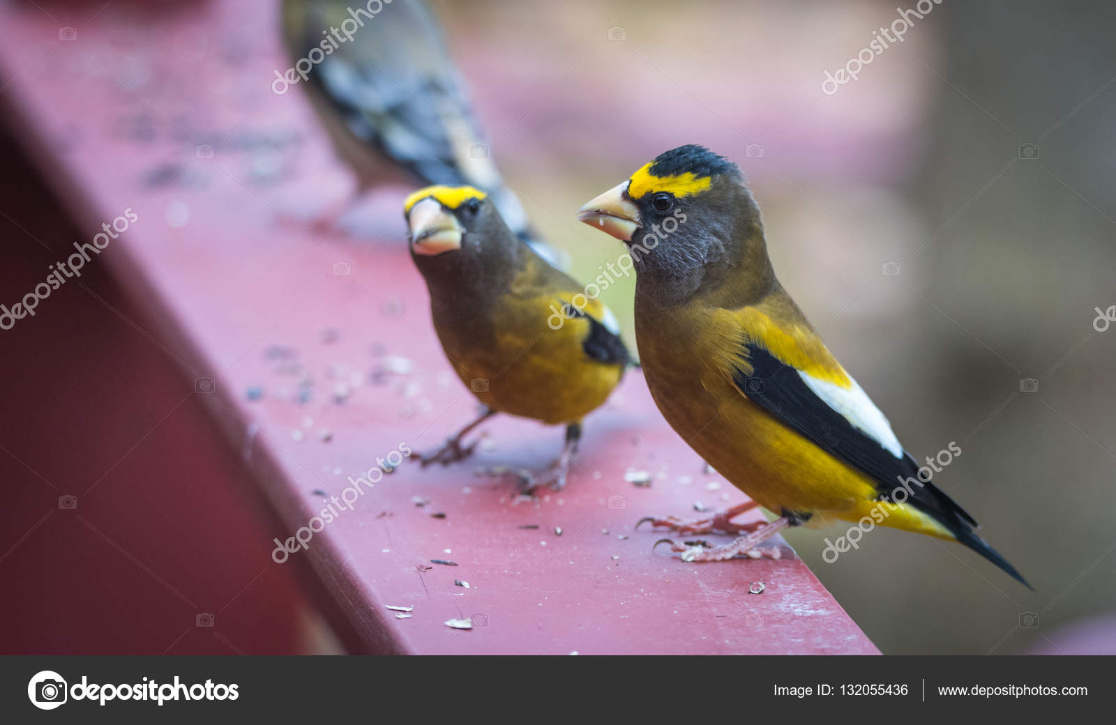 Macareux De Lîle Norvégienne De Runde Oiseau Coloré Oiseau
