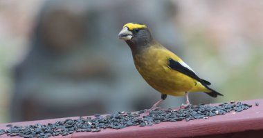 Yemek sarı, siyah ve beyaz renkli akşam Grosbeaks(Coccothraustes vespertinus) durdurmak için nerede aplenty kuş tohum.